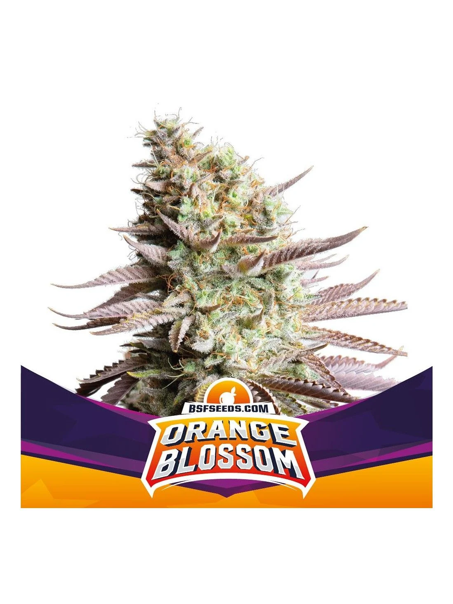 Orange Blossom Fem -Bsf (X12/X4/X2) 4