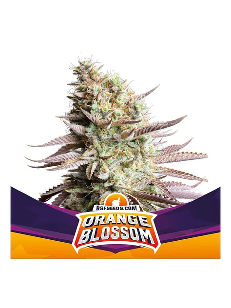 Orange Blossom Fem -Bsf (X12/X4/X2) 4
