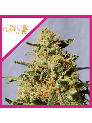 Royal Domina  Fem X10-Royal Queen Seeds 3