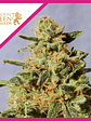 Royal Domina  Fem X10-Royal Queen Seeds - Miniatura 3