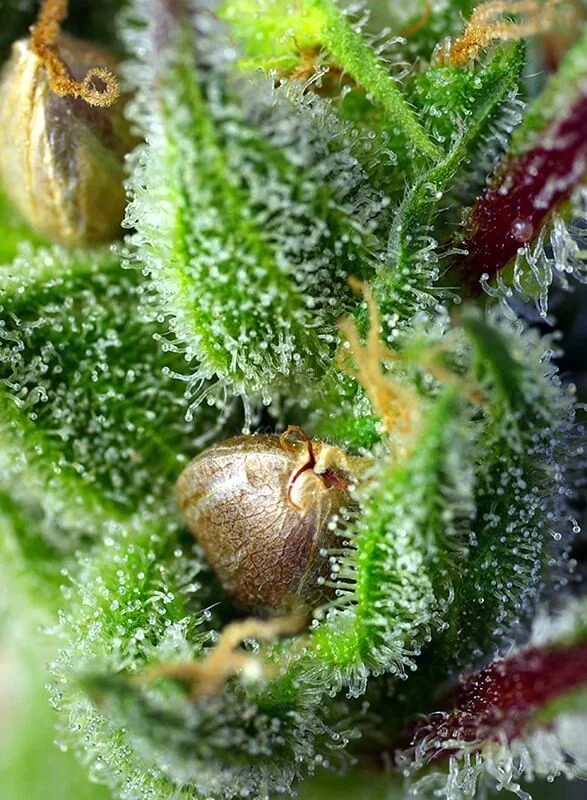 Green Poison Fem® -Sweet Seeds (X100/X25/X3+1) 3