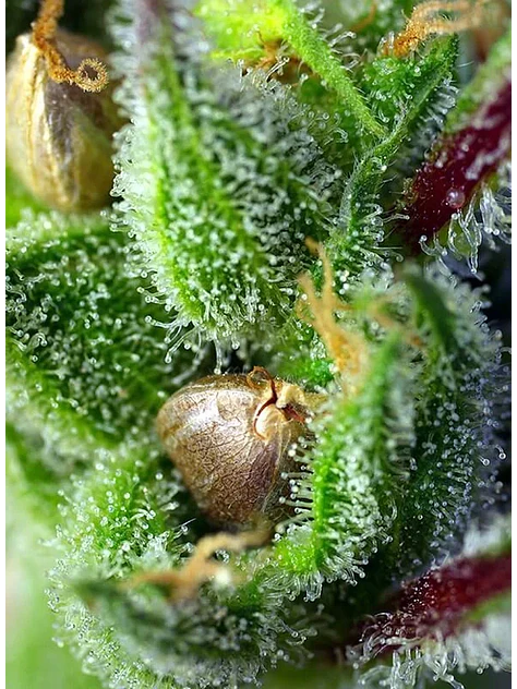 Green Poison Fem® -Sweet Seeds (X100/X25/X3+1) 3