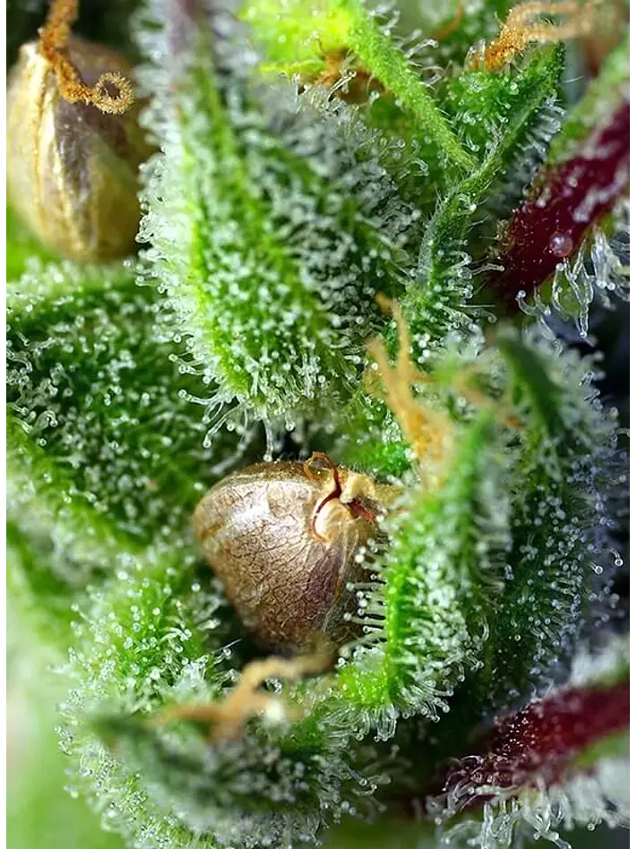 Green Poison Fem® -Sweet Seeds (X100/X25/X3+1) 3