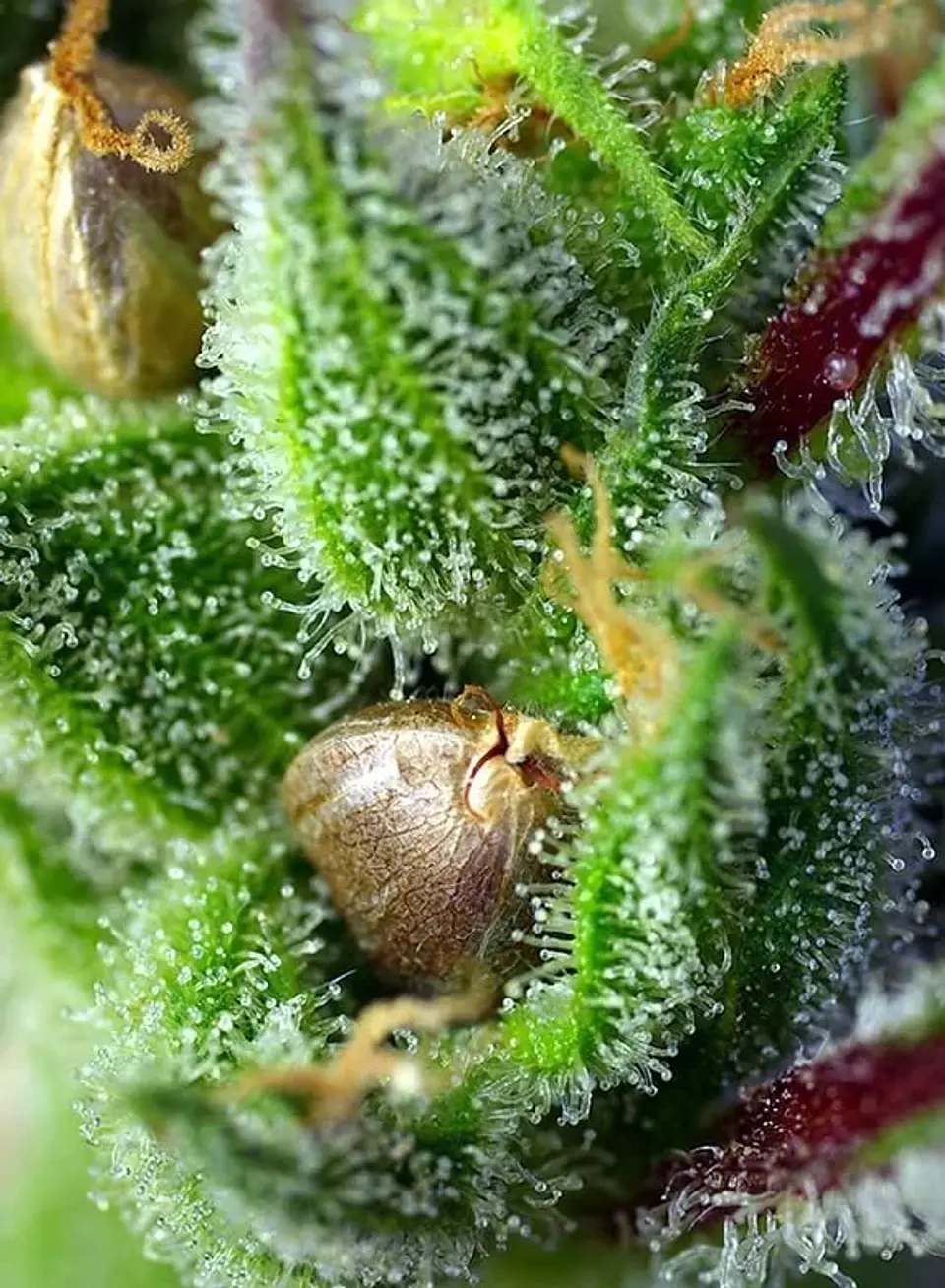 Green Poison Fem® -Sweet Seeds (X100/X25/X3+1) 3