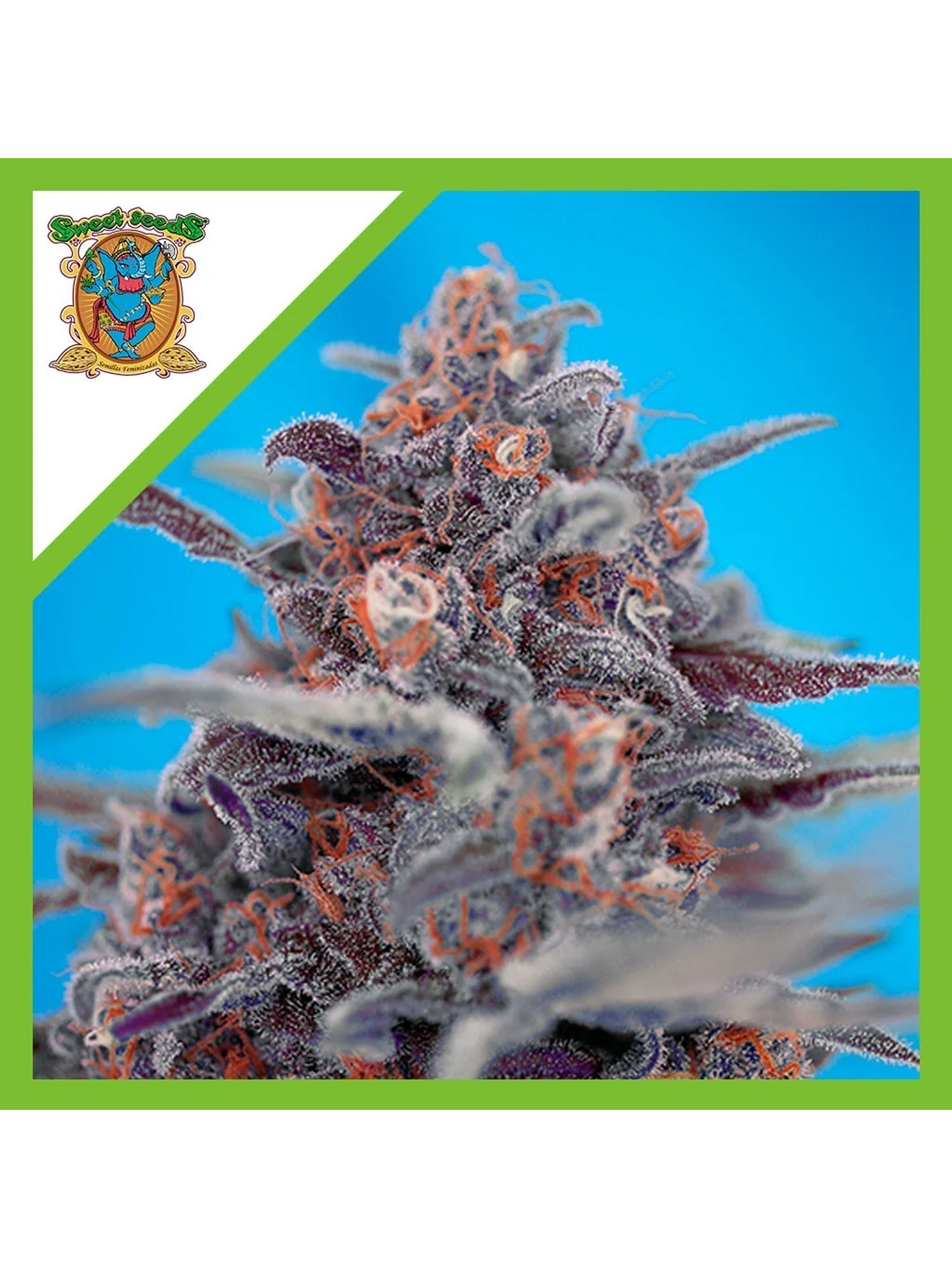 Devil Cream Auto® -Sweet Seeds (X5+2/X3+1) 2