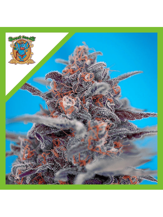 Devil Cream  Auto® X5+2-Sweet Seeds 2
