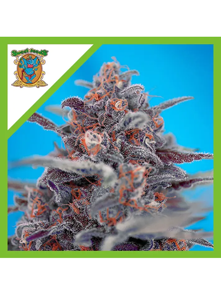 Devil Cream Auto® -Sweet Seeds (X5+2/X3+1) 2
