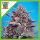 Devil Cream Auto® -Sweet Seeds (X5+2/X3+1) - Miniatura 2