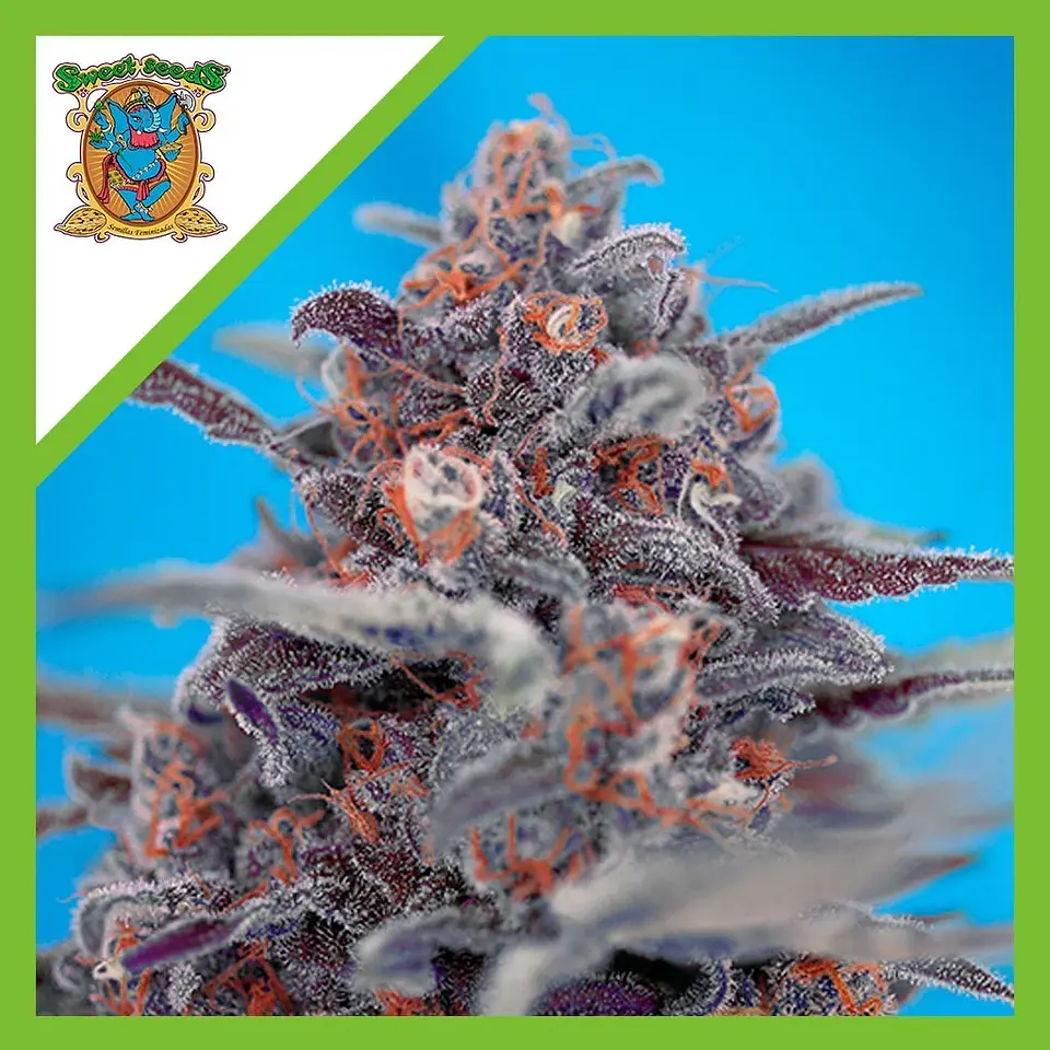 Devil Cream Auto® -Sweet Seeds (X5+2/X3+1) 2