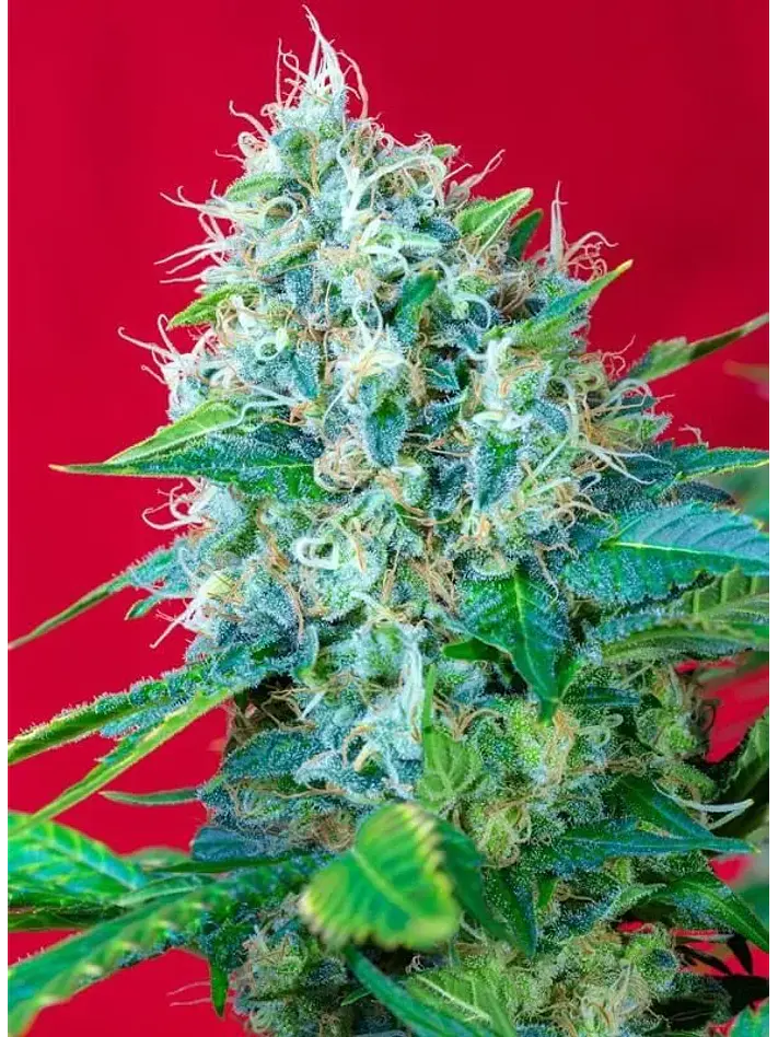 Green Poison Fem® -Sweet Seeds (X100/X25/X3+1) 4