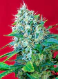 Green Poison Fem® -Sweet Seeds (X100/X25/X3+1) - Miniatura 4