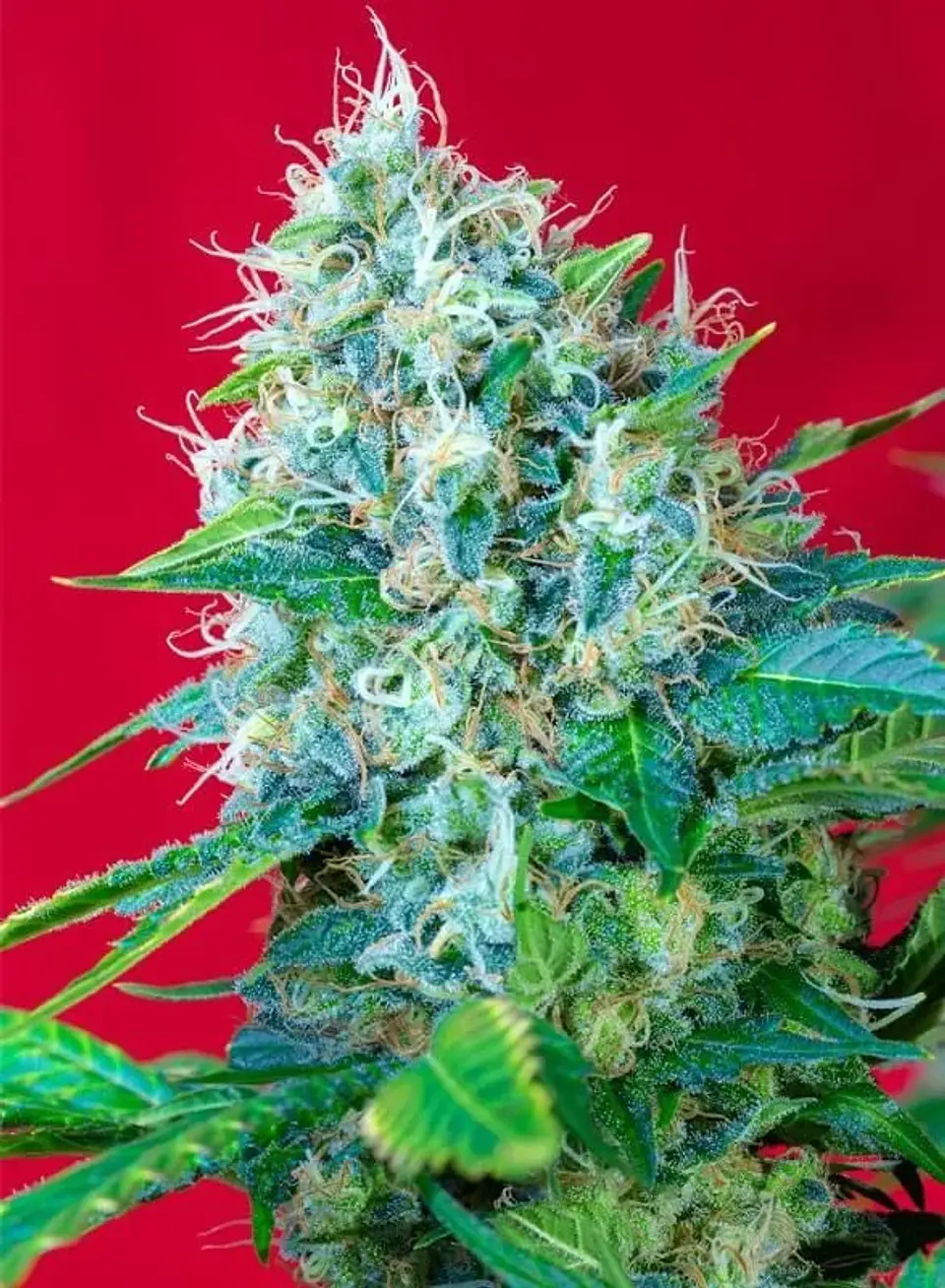 Green Poison Fem® -Sweet Seeds (X100/X25/X3+1) 4