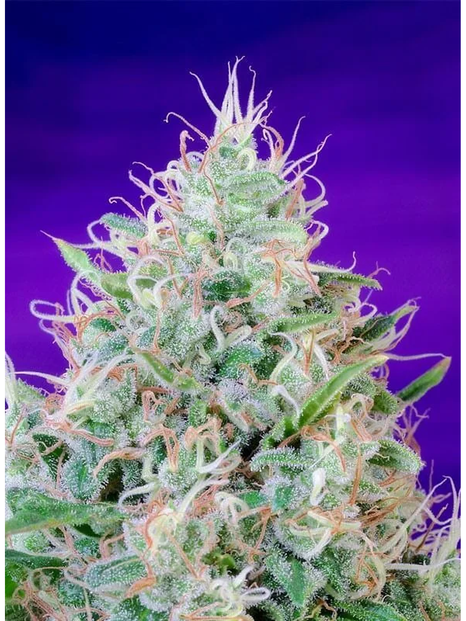 Green Poison Fem® -Sweet Seeds (X100/X25/X3+1) 5