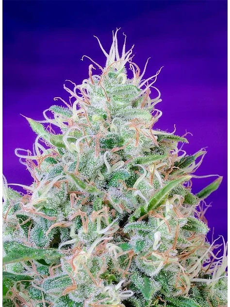 Green Poison Fem® -Sweet Seeds (X100/X25/X3+1) 5
