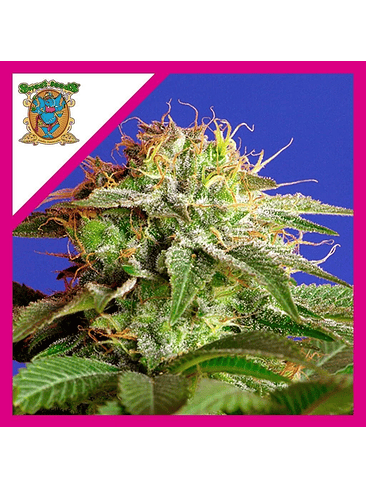 Green Poison Fem® X100-Sweet Seeds 6