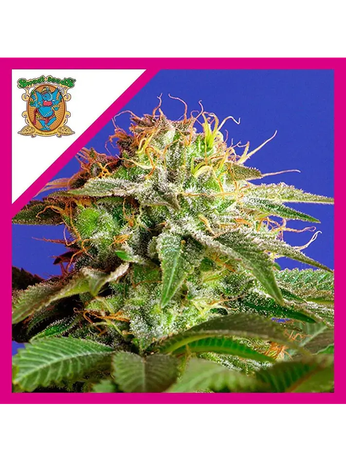 Green Poison Fem® -Sweet Seeds (X100/X25/X3+1) 6