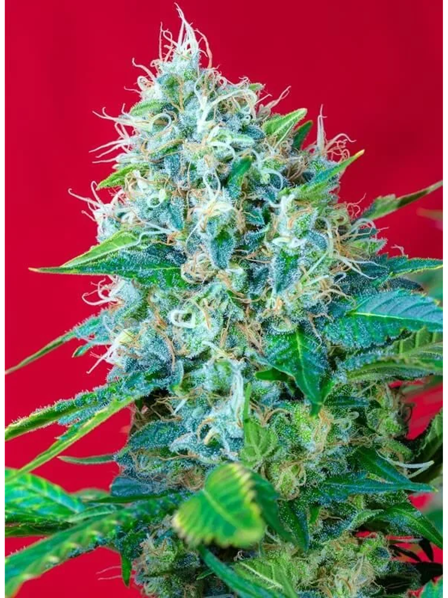Green Poison Fem® -Sweet Seeds (X100/X25/X3+1) 8