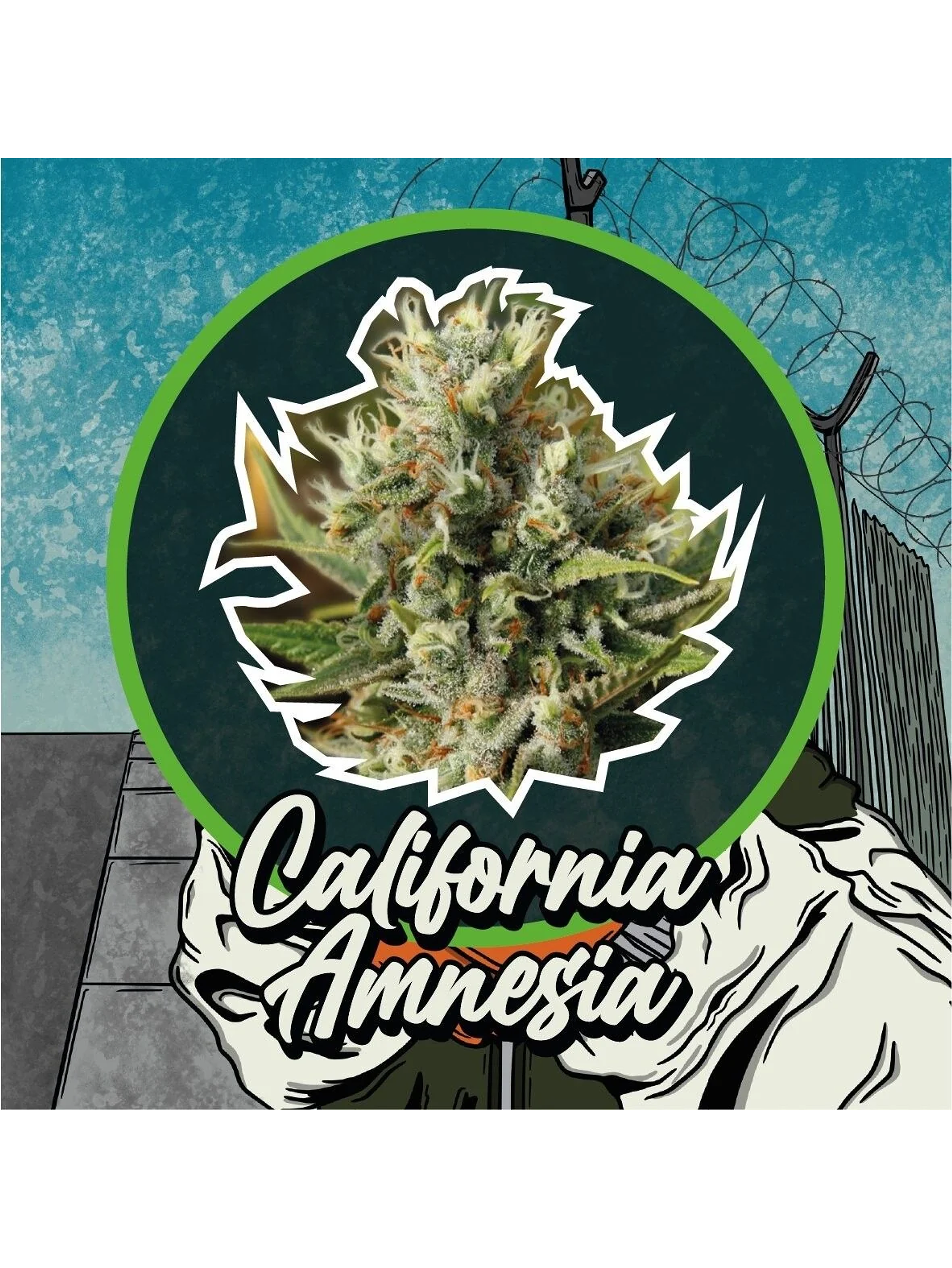 California Amnesia Fem -Delirium Seeds (X4/X2/X1) 3