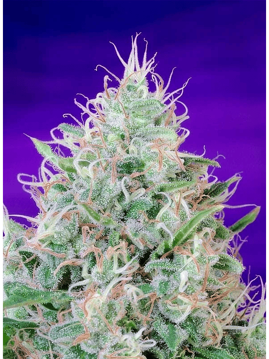 Green Poison Fem® X100-Sweet Seeds 9