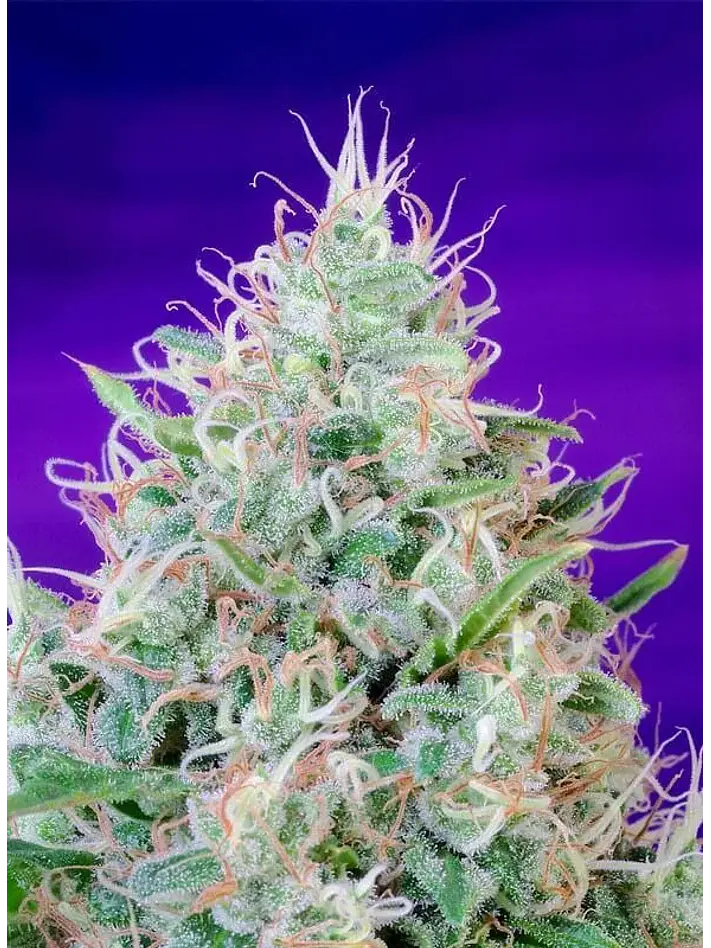 Green Poison Fem® -Sweet Seeds (X100/X25/X3+1) 9