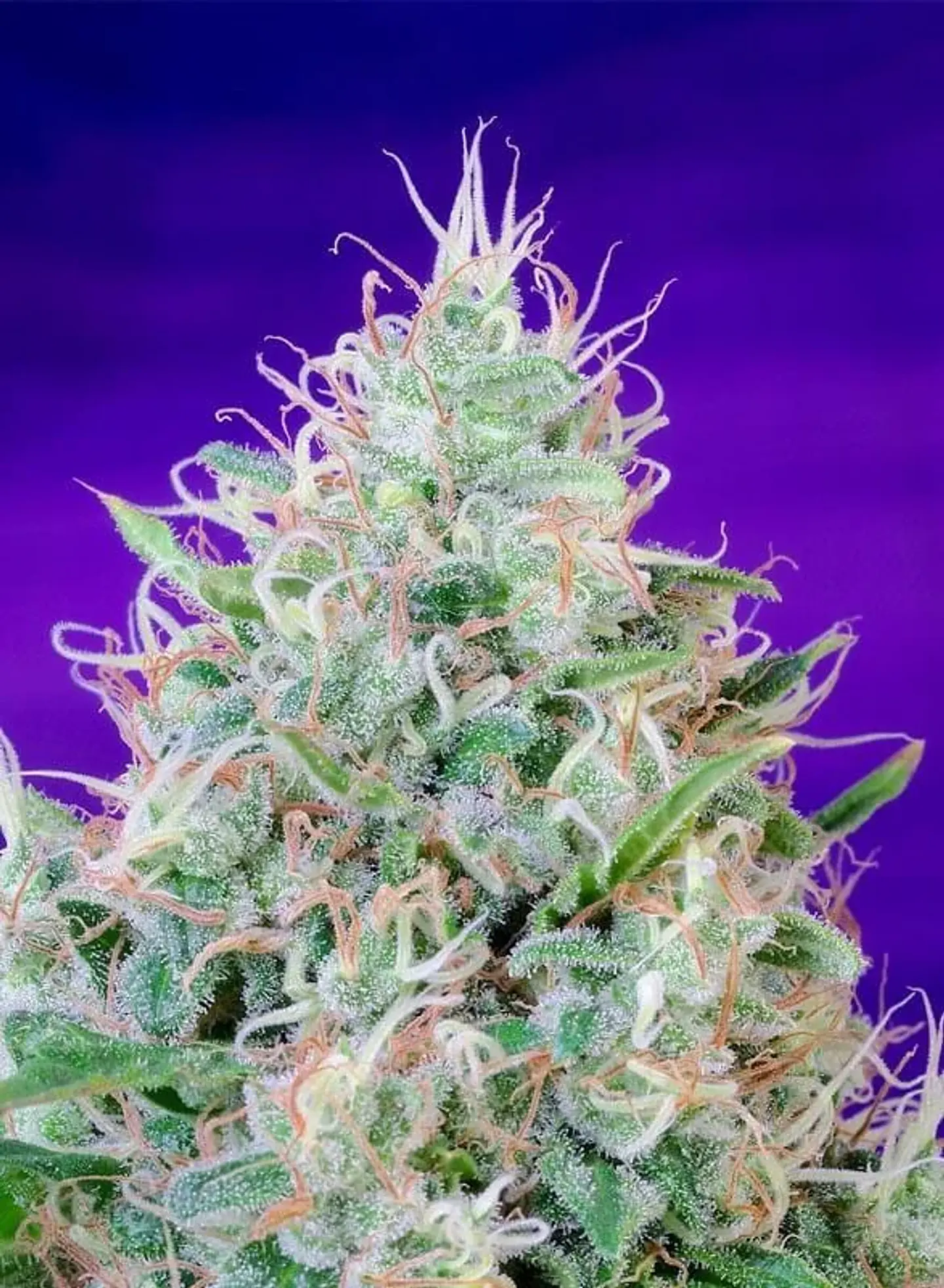 Green Poison Fem® -Sweet Seeds (X100/X25/X3+1) 9