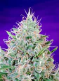 Green Poison Fem® -Sweet Seeds (X100/X25/X3+1) - Miniatura 9
