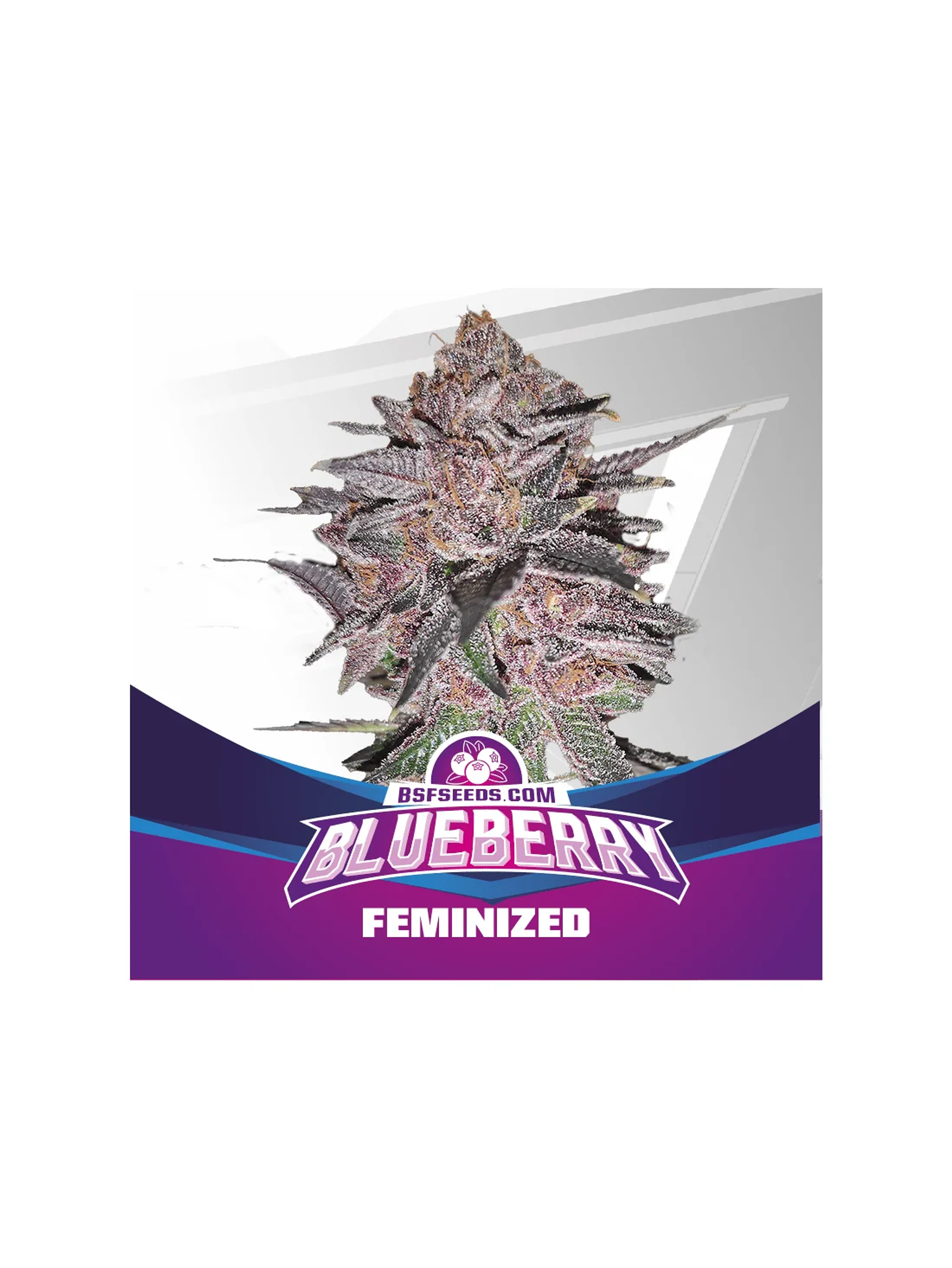 Blue Berry Fem -Bsf (X7/X4/X2) 2