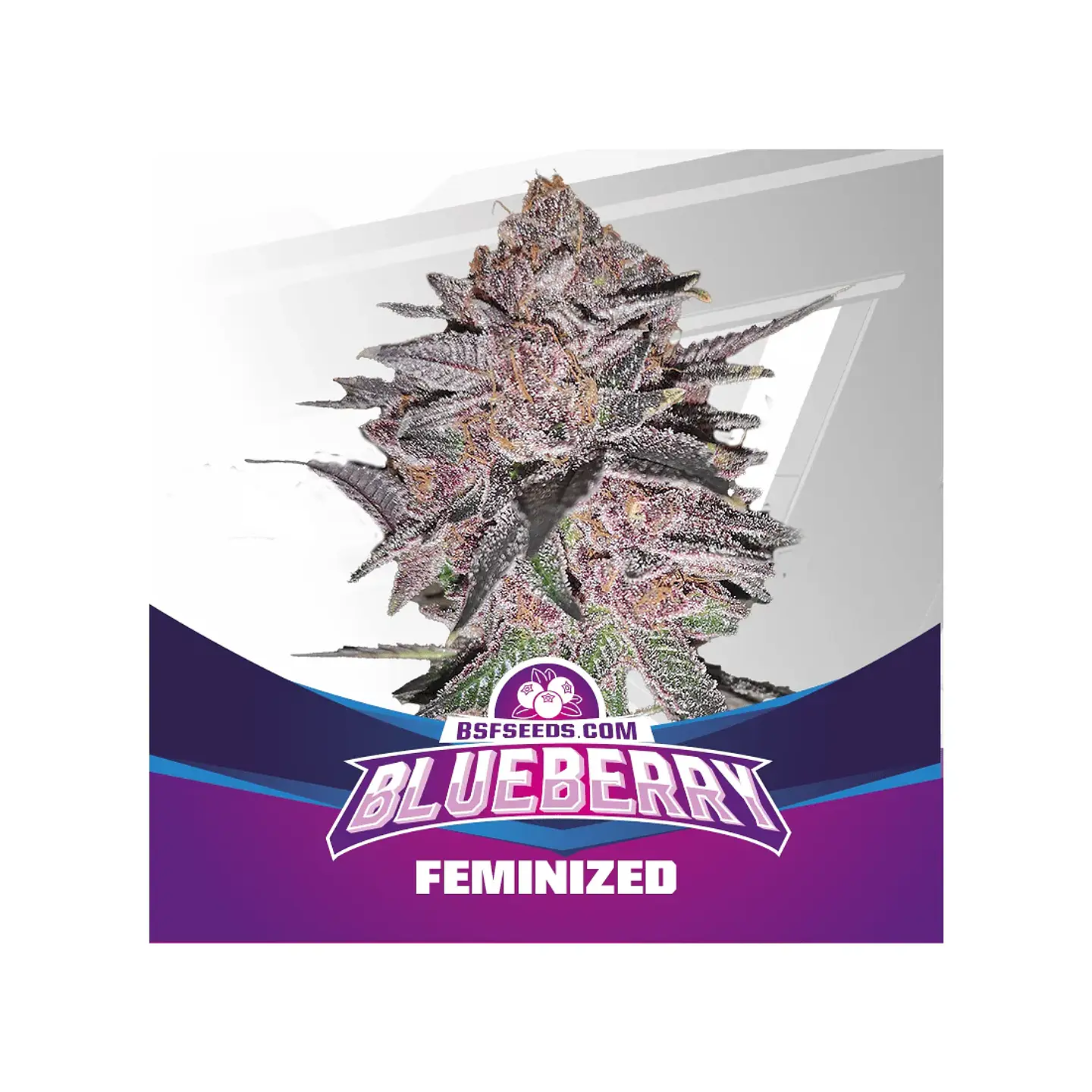 Blue Berry Fem -Bsf (X7/X4/X2) 2