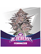 Blue Berry Fem X7-Bsf - Miniatura 2