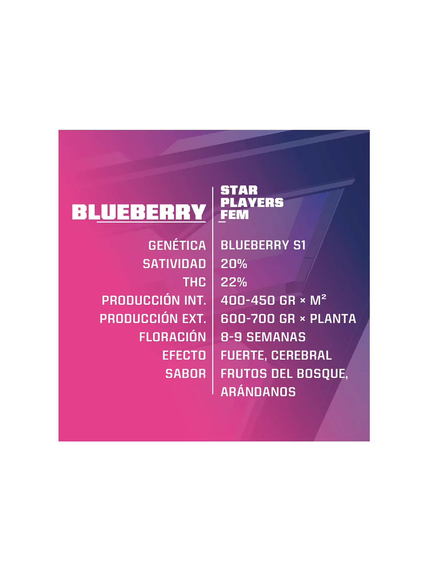 Blue Berry Fem -Bsf (X7/X4/X2) 3