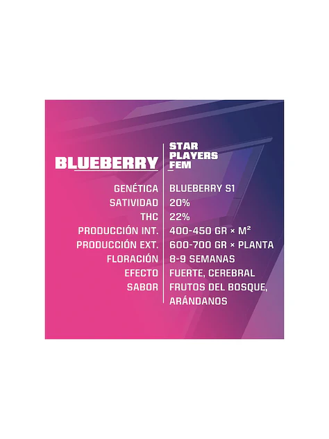 Blue Berry Fem -Bsf (X7/X4/X2) 3