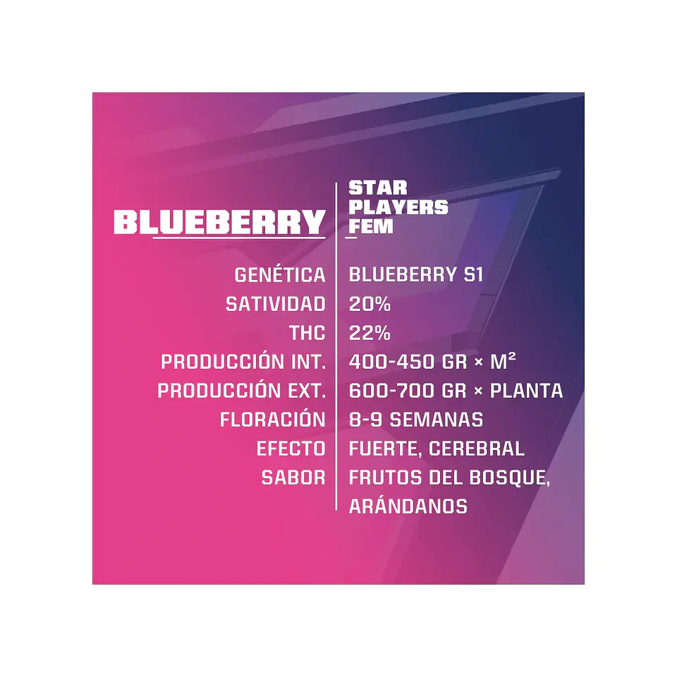 Blue Berry Fem -Bsf (X7/X4/X2) 3