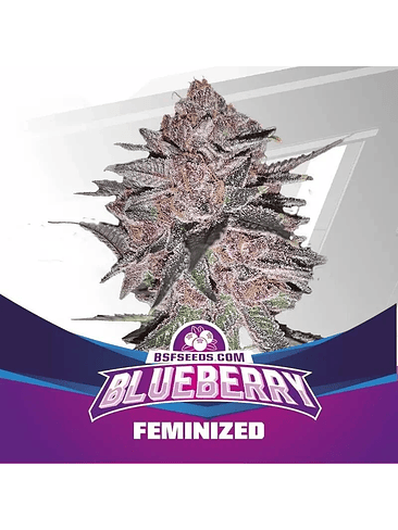 Blue Berry Fem X7-Bsf 4