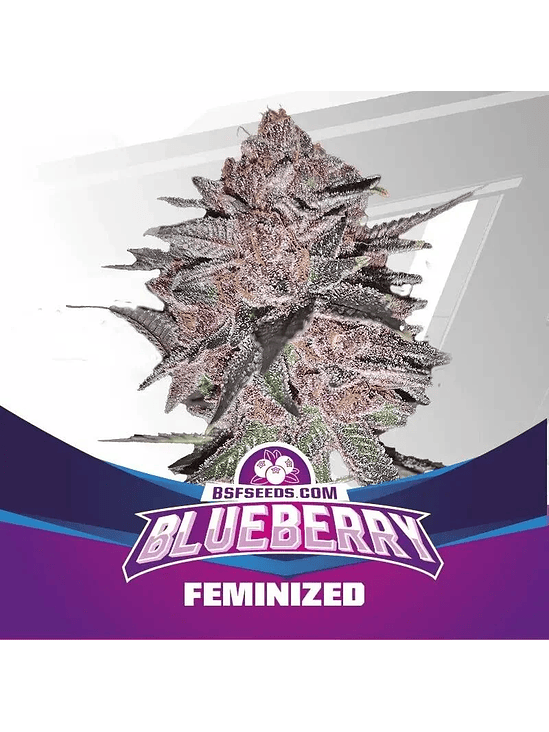 Blue Berry Fem X7-Bsf 4