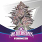 Blue Berry Fem -Bsf (X7/X4/X2) - Miniatura 4