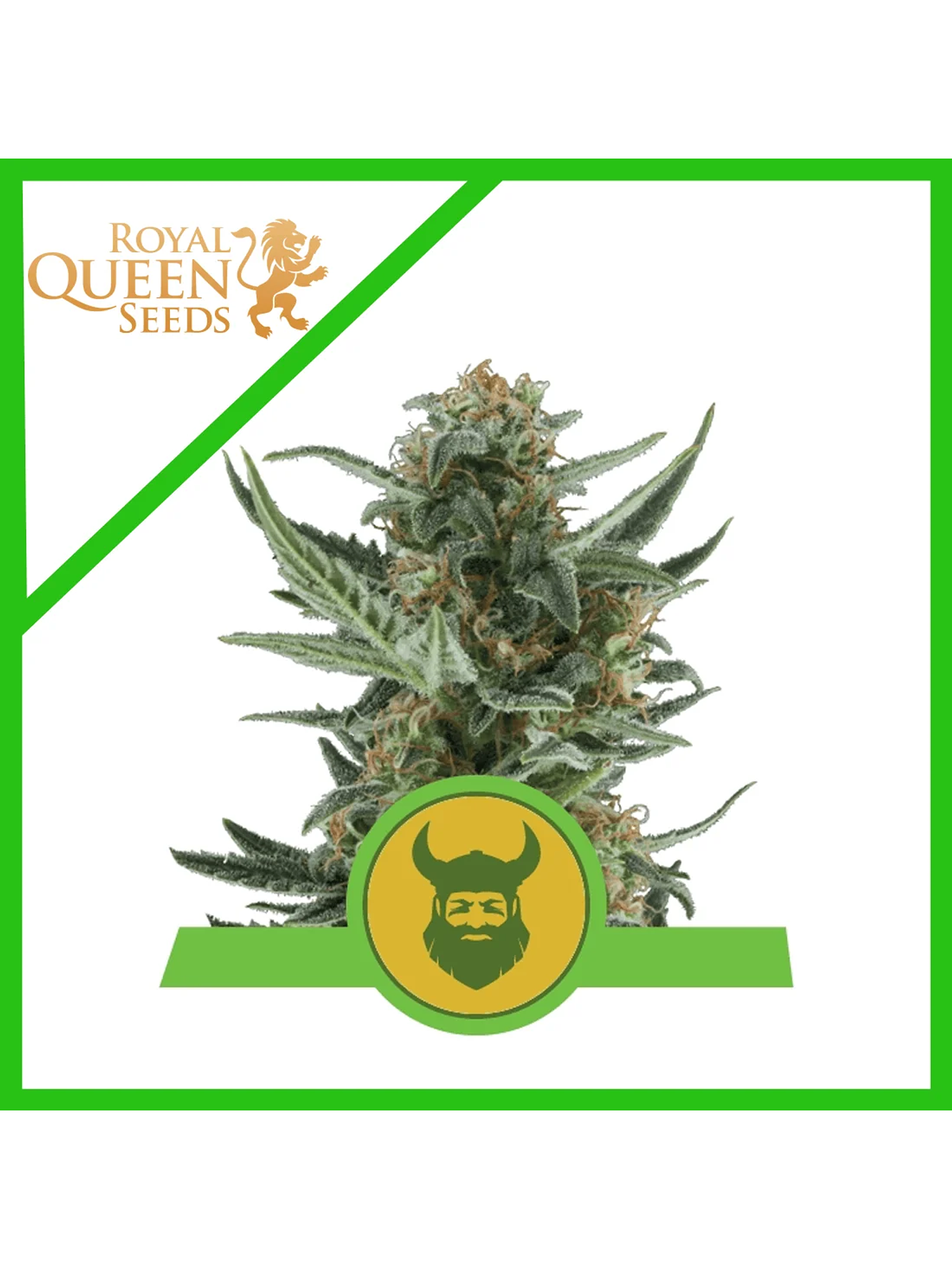 Royal Dwarf Auto -Royal Queen (X10/X3/X1) 2