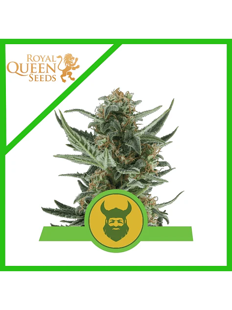 Royal Dwarf Auto -Royal Queen (X10/X3/X1) 2