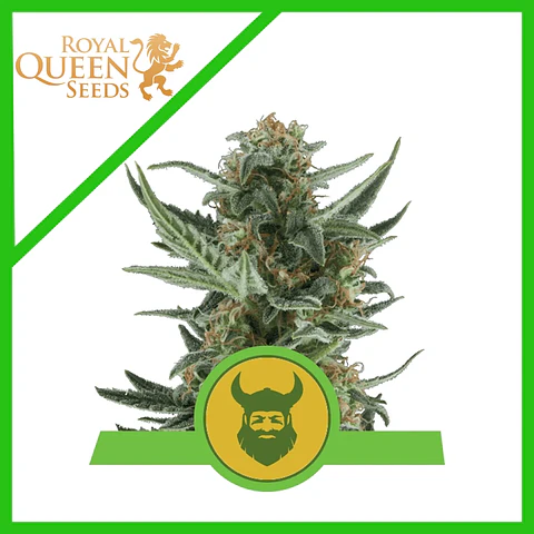 Royal Dwarf Auto -Royal Queen (X10/X3/X1)