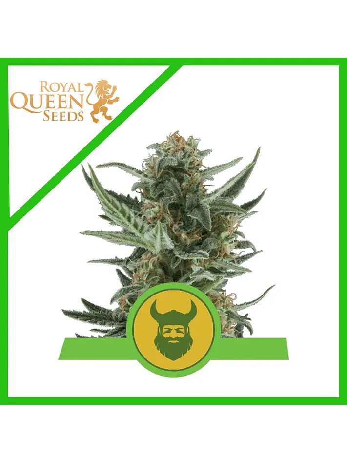 Royal Dwarf Auto -Royal Queen (X10/X3/X1) 2
