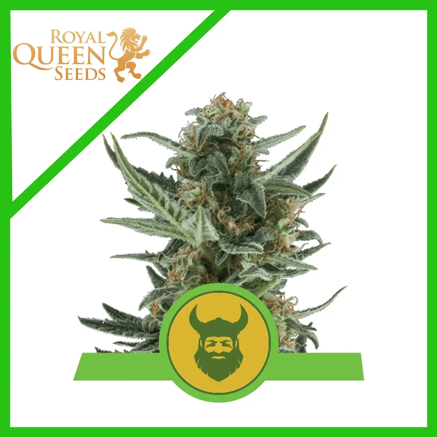 Royal Dwarf Auto -Royal Queen (X10/X3/X1) 2