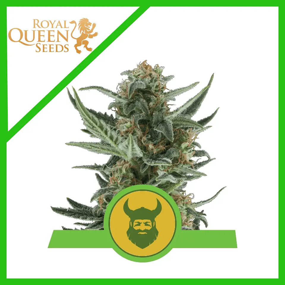 Royal Dwarf Auto -Royal Queen (X10/X3/X1) 2