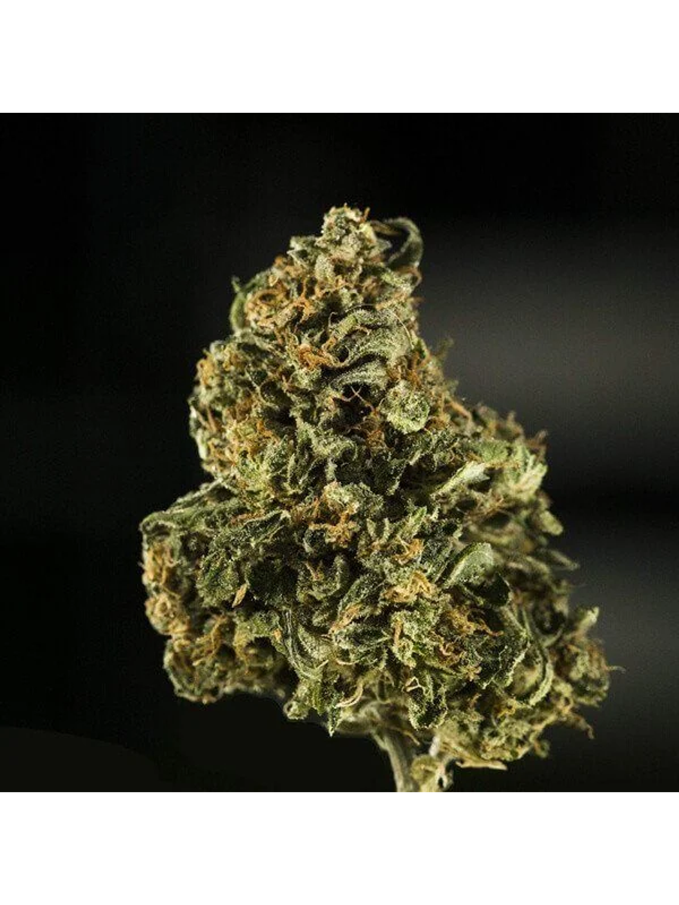 Royal Dwarf Auto -Royal Queen (X10/X3/X1) 3