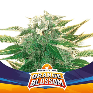Orange Blossom Xxl Auto X12-Bsf
