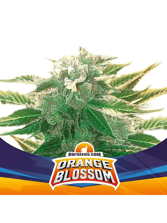 Orange Blossom Xxl Auto X12-Bsf 2