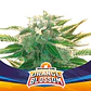 Orange Blossom Xxl Auto -Bsf (X12/X7/X4/X2) - Miniatura 2