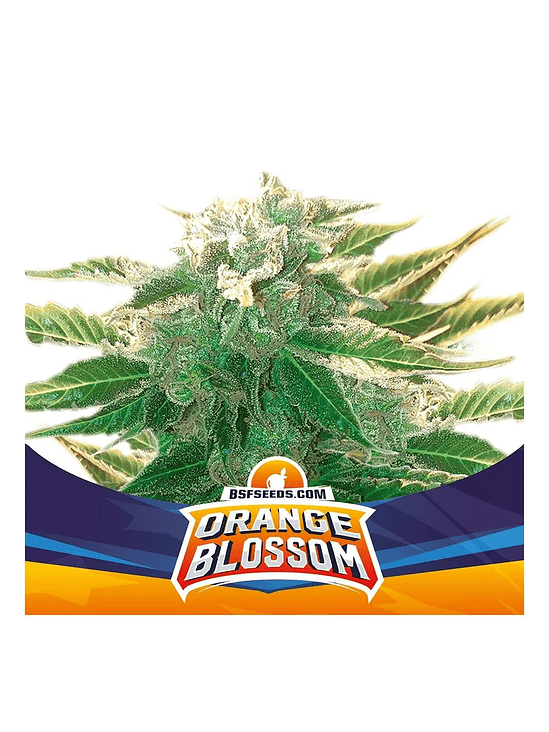 Orange Blossom Xxl Auto X12-Bsf 4