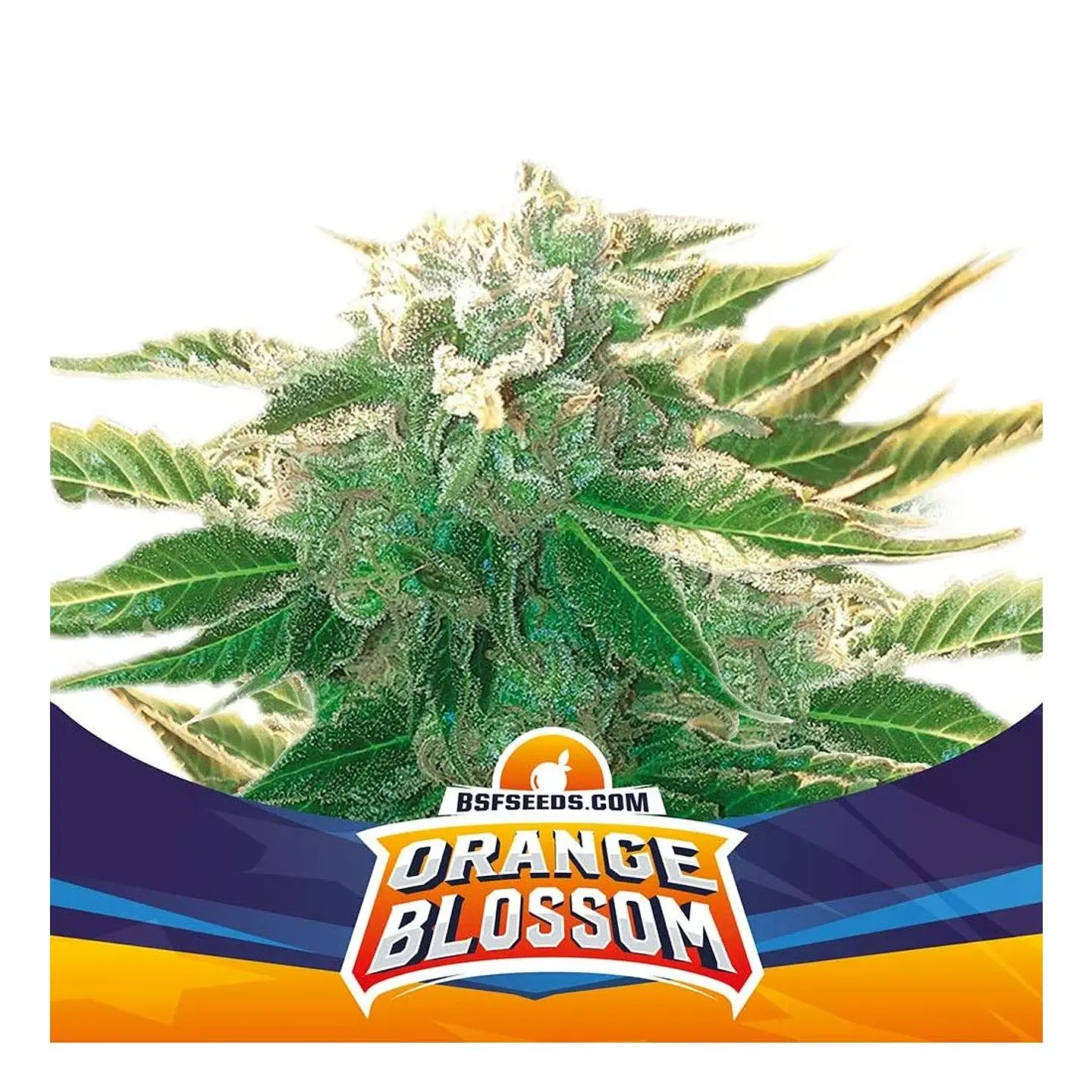 Orange Blossom Xxl Auto -Bsf (X12/X7/X4/X2) 4