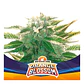 Orange Blossom Xxl Auto -Bsf (X12/X7/X4/X2) - Miniatura 4