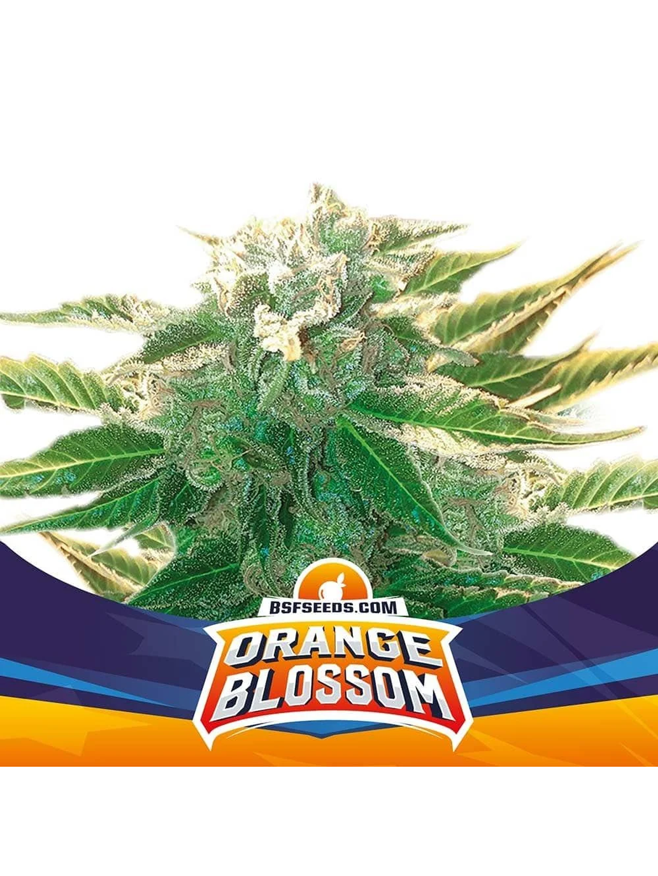 Orange Blossom Xxl Auto -Bsf (X12/X7/X4/X2) 3