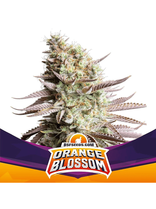 Orange Blossom Xxl Auto X12-Bsf 6